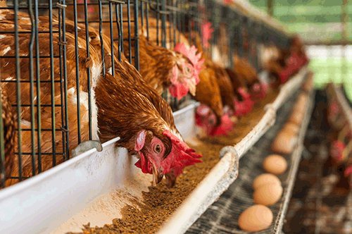 Poultry farmers according to the association recorded low sales of birds during the festive season