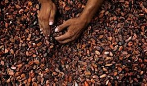 Most studies of cocoa production have focused on its economic benefits