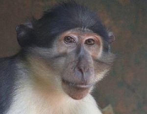 Ghana's Sacred Monkeys - bioGraphic