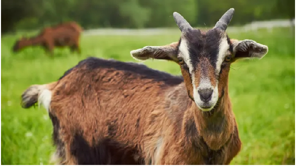 The man was beaten to death over a goat