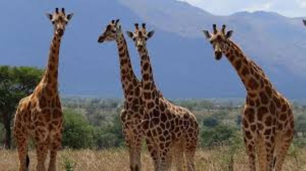 Giraffes in Uganda's Kidepo Valley