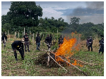 6 arrested as police destroy 10 acres of cannabis farms