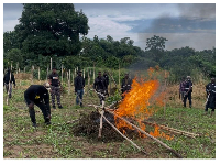 Drug Law Enforcement Unit of the Criminal Investigations Department subsequently burnt the cannabis