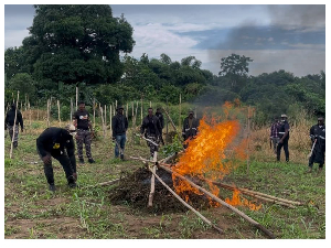 Cannabis Set Ablaze
