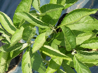 a picture of bitter leaf