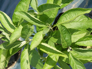 a picture of bitter leaf