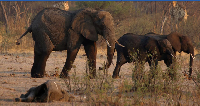 A group of elephants and giraffes walk near a carcass of an elephant at a watering hole