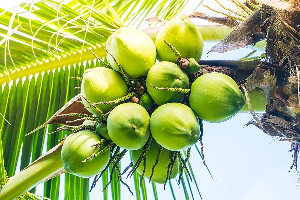 Statistics show that Ghana is currently ranked 12th in the world in coconut production