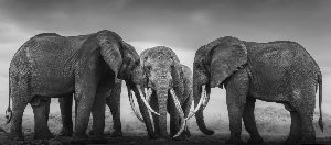 Federico Veronesi’s “Walk the Earth” captures years of tracking Africa’s last super tuskers