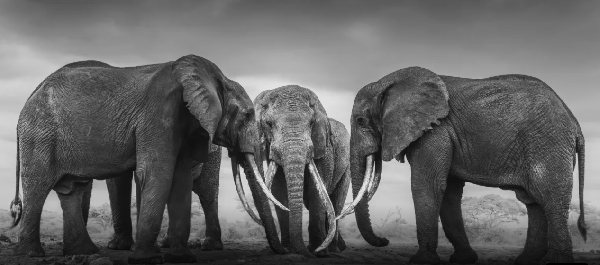 Federico Veronesi’s “Walk the Earth” captures years of tracking Africa’s last super tuskers