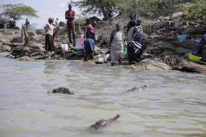 Crocodiles approach women preparing fish near Lake Baringo in Kenya
