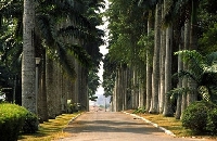 A driveway at the Aburi gardens