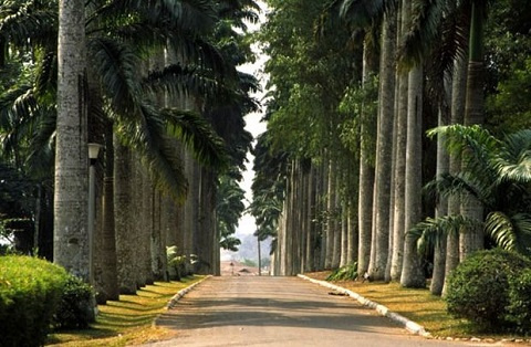A driveway at the Aburi gardens