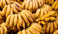 Banana export increased to over 67,000 tonnes within 10 years