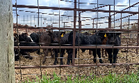 Calves crowd into a pen during an auction at a livestock market in Hermosillo