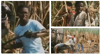 Some students participating in the 'Operation Feed Yourself' on the Asutsuare Sugar Plantation