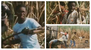 Some students participating in the 'Operation Feed Yourself' on the Asutsuare Sugar Plantation