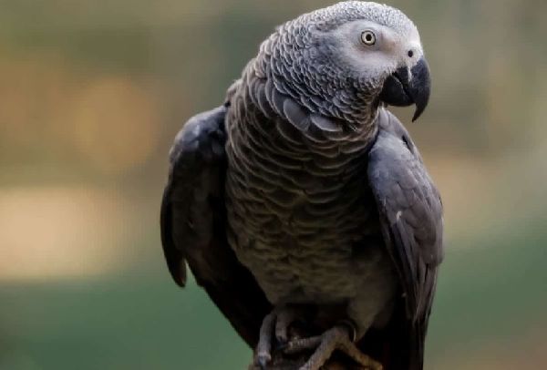 Eight parrots at a UK wildlife park are undergoing rehabilitation for mimicking swear words