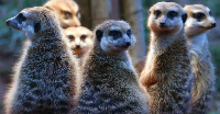 Meerkats are incredibly social animals and live in large groups known as 'mobs' or 'clans'
