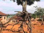 The story behind the 100-year-old tree with roots in the air