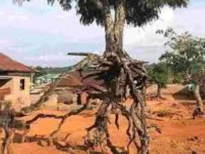 100 Year Tree