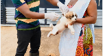 Asene-Manso-Akroso intensifies veterinary services to boost livestock Asene-Manso-Akroso intensifies veterinary services to boost livestock