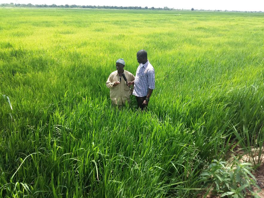 Rice production in Ghana the woes of rice farmers in the Builsa South