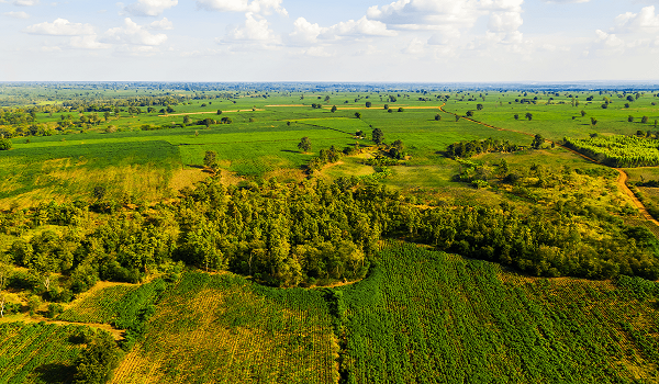 ghanaweb.com - West and Central African nations unite to advance sustainable agriculture, forest protection