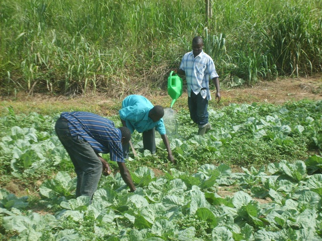 Vegetable farmers advised to form groups